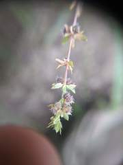 Galium virgatum