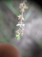 Galium virgatum