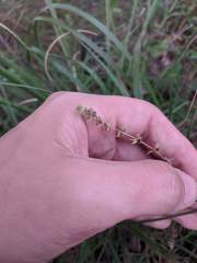 Galium virgatum