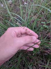 Galium virgatum
