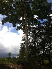 Parkia pendula