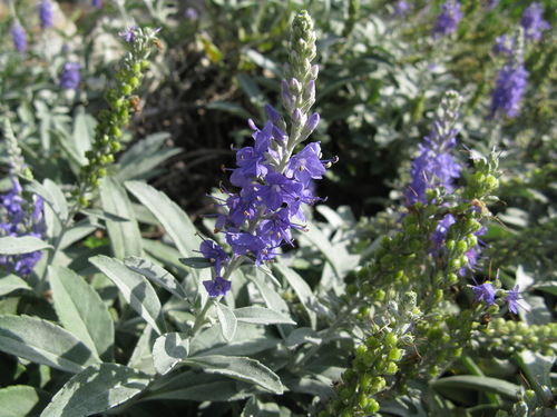 Veronica ornata