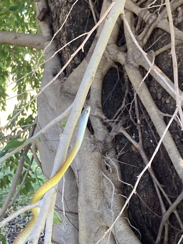 Common Tree Snake sighting