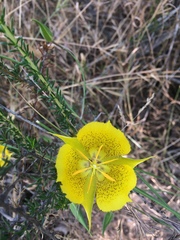Calochortus weedii weedii