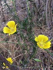 Calochortus weedii weedii