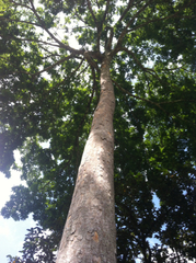 Parkia pendula