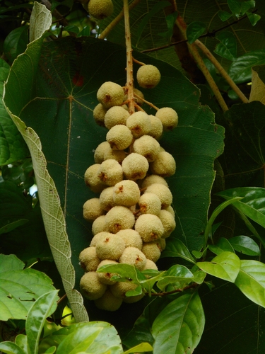 Mallotus barbatus, photograph 2