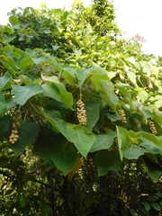 Mallotus barbatus