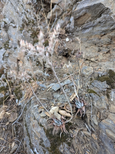 Banner dudleya (Dudleya alainae)