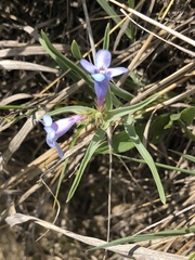 Penstemon angustifolius