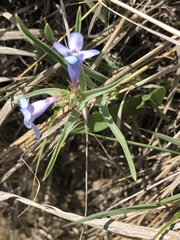 Penstemon angustifolius