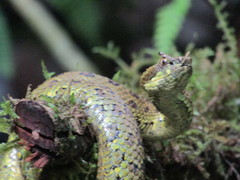 Ophryacus smaragdinus