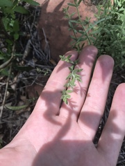 Galium wrightii
