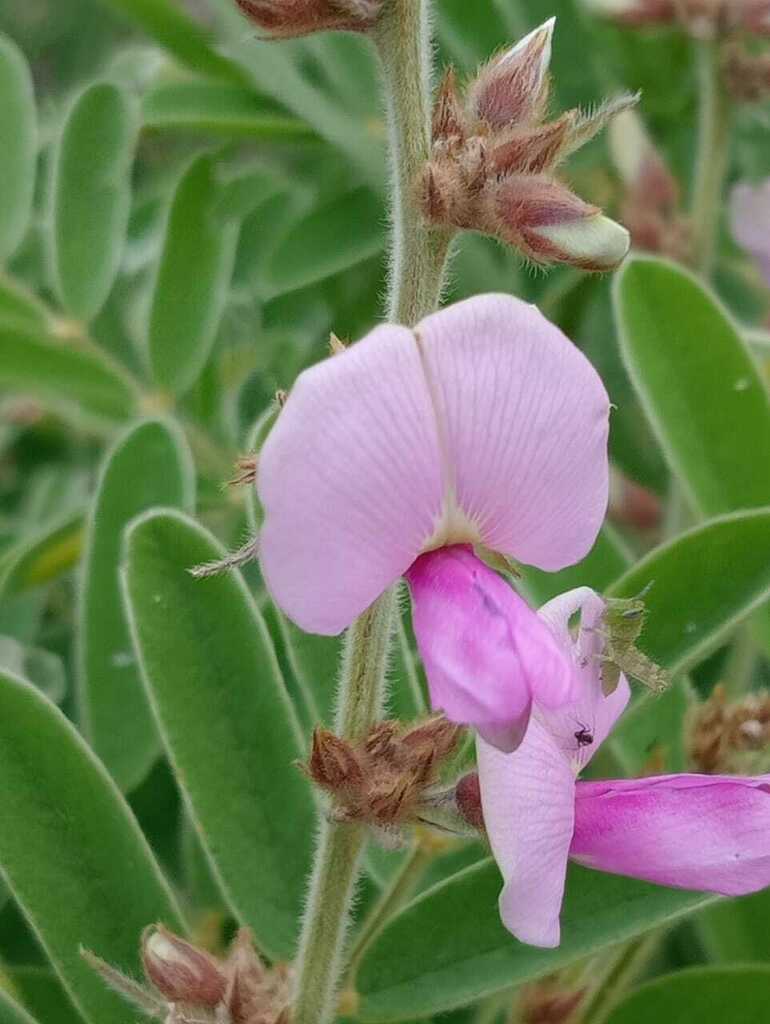 Tephrosia nicaraguensis