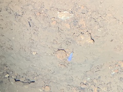 Typhlichthys subterraneus