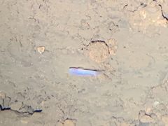 Typhlichthys subterraneus