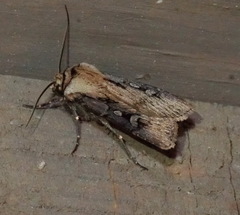 Agrotis volubilis