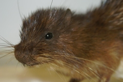 Armored Rat photo 2
