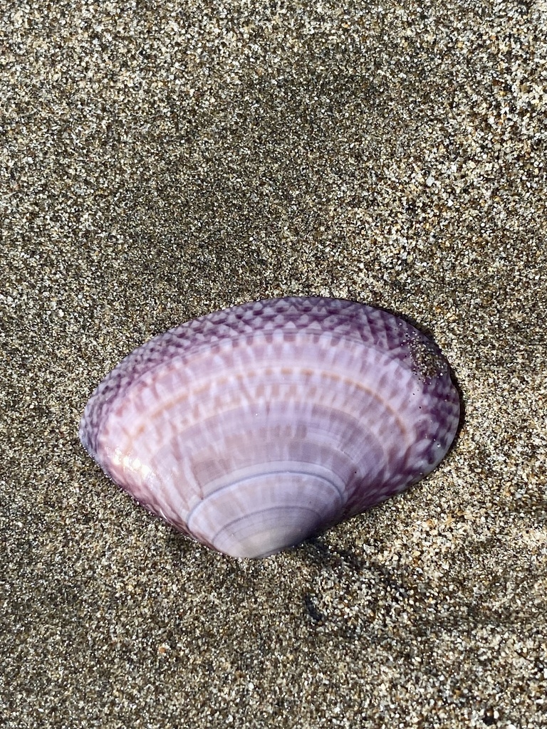 Sunetta Scripta Sunetta concinna (Sunetta concinna) — Biodiversitas Nusantara ...