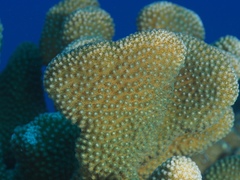 Pocillopora grandis