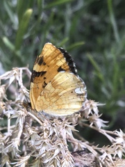Phyciodes batesii anasazi