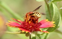 Heteranthidium