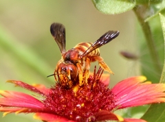 Heteranthidium