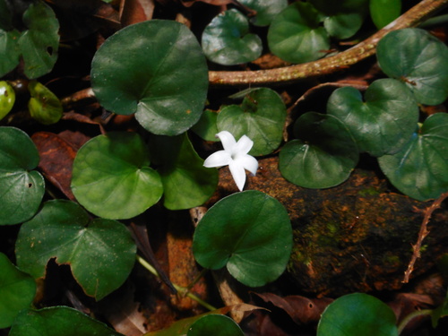Image of Geophila herbacea by (c) Eugene Popov, some rights reserved (CC BY)