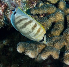 Chaetodon multicinctus
