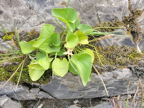 Image of Viola nephrophylla by (c) simonpesant, some rights reserved (CC BY)