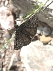 Erynnis telemachus