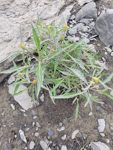 Image of Bidens infirma by (c) simonpesant, some rights reserved (CC BY)