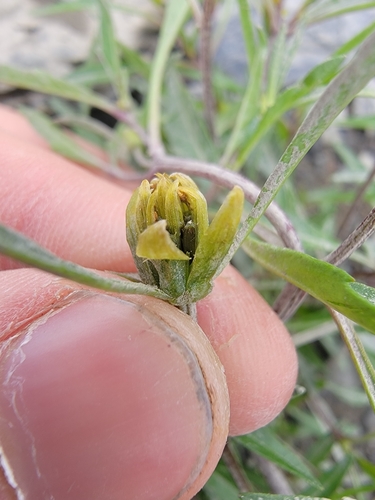 Image of Awnless Beggarticks (Bidens infirma) by (c) simonpesant, some rights reserved (CC BY)