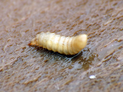 Stratiomyomorpha