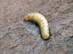 Stratiomyomorpha