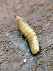 Stratiomyomorpha