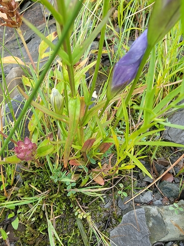 Image of Gentianopsis victorinii by (c) simonpesant, some rights reserved (CC BY)