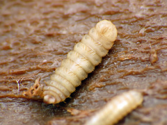 Stratiomyomorpha