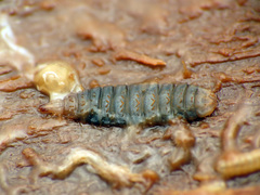 Stratiomyomorpha