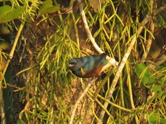 Euphonia pectoralis