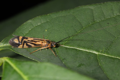 Macrostemum zebratum