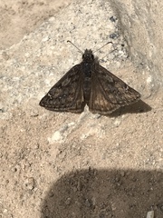 Erynnis telemachus