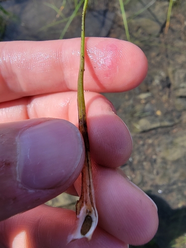 Image of Isoetes laurentiana by (c) simonpesant, some rights reserved (CC BY)
