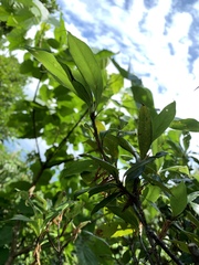 Quercus sessilifolia