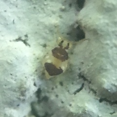 Deuterosminthurus bicinctus