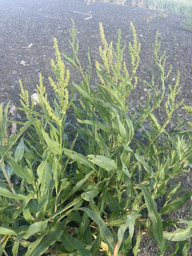 Image of Rumex triangulivalvis by no rights reserved