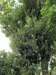 Quercus sessilifolia