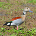 Ringed Teal - Photo (c) Cláudio Dias Timm, some rights reserved (CC BY-SA)