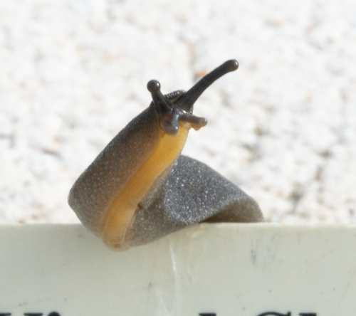 Black-velvet Leatherleaf