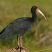 Kuiskaajaiibis - Photo (c) Bernard DUPONT, osa oikeuksista pidätetään (CC BY-SA)